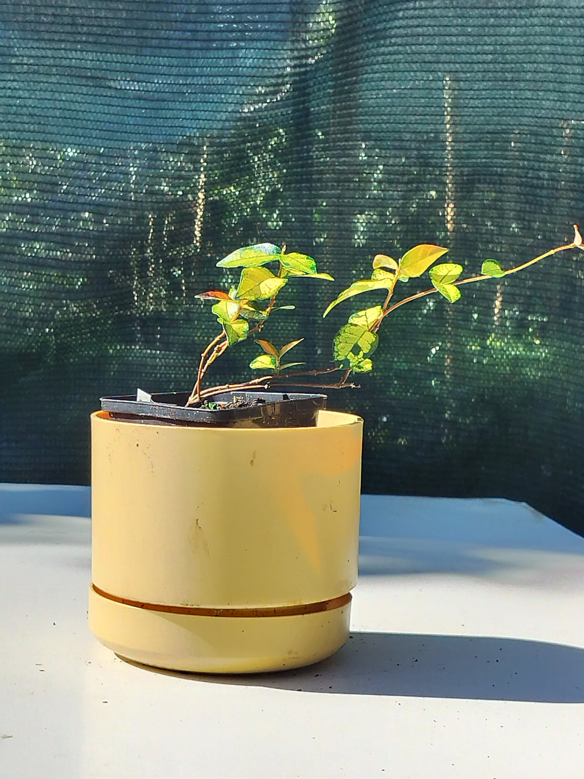 Trachelospermum asiaticum 'Ogon Nishiki'