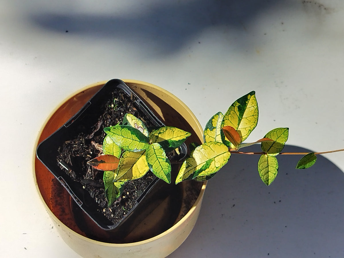 Trachelospermum asiaticum 'Ogon Nishiki'