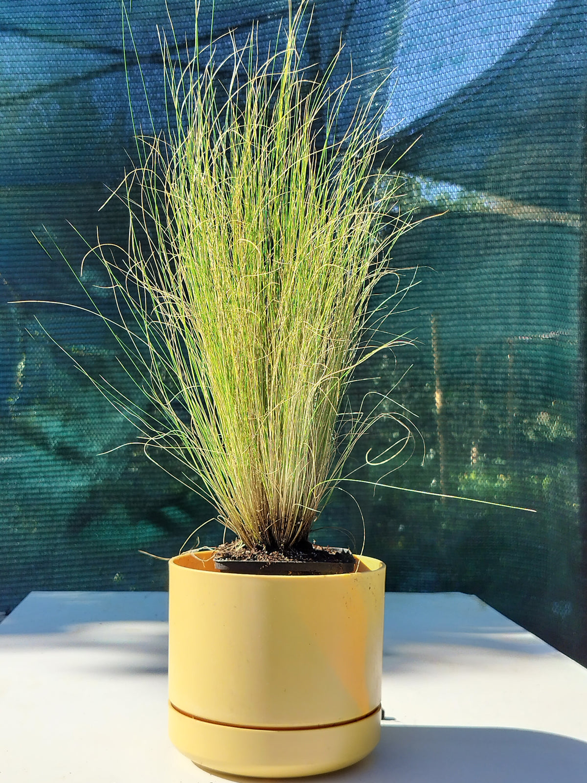 Stipa tenuissima 'Pony Tails'