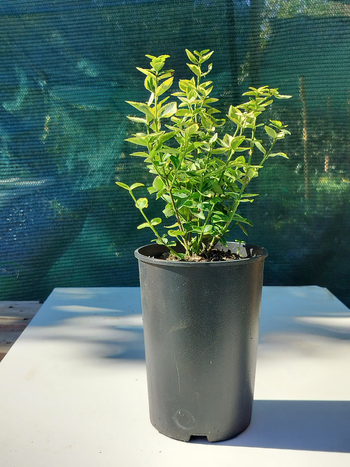 Euonymus fortunei 'Émeraude et Or' 