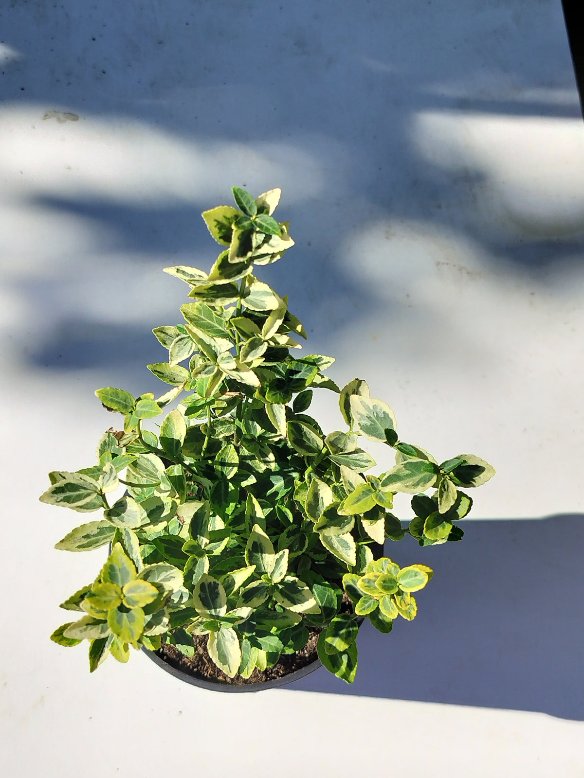 Euonymus fortunei 'Émeraude et Or' 
