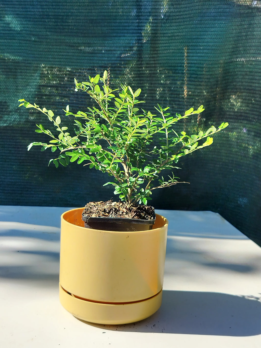 Lonicera ligustrina subsp. yunnanensis