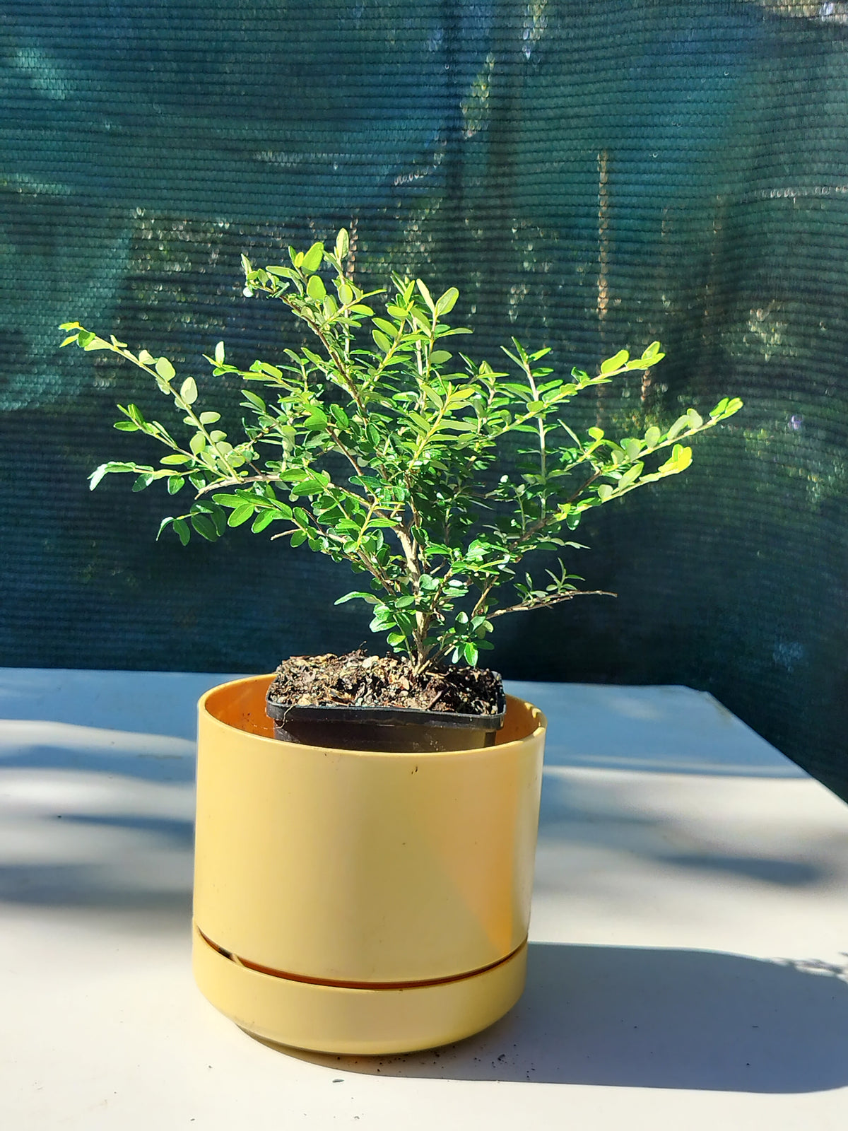 Lonicera ligustrina subsp. Yunnanensis 