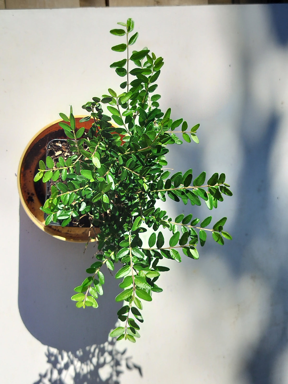Lonicera ligustrina subsp. Yunnanensis 