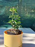 Hedera helix 'Erecta'
