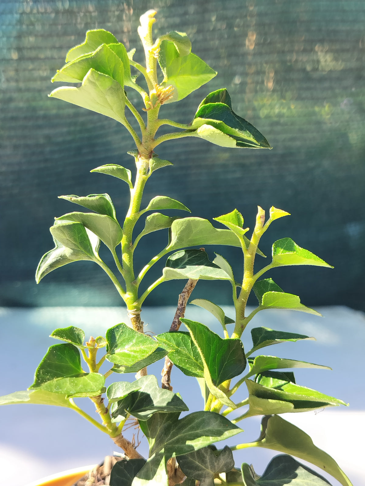 Hedera helix 'Erecta'