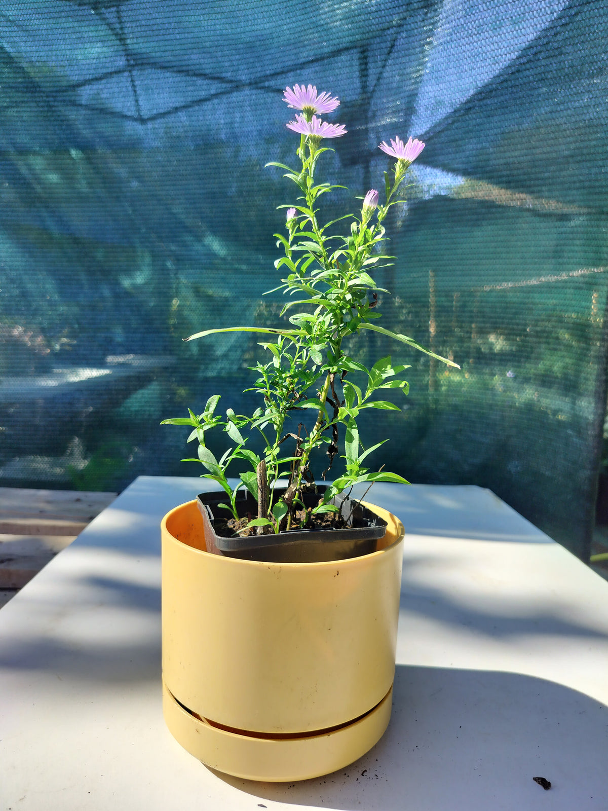 Aster novi-belgii 'Harrison's Blue' 