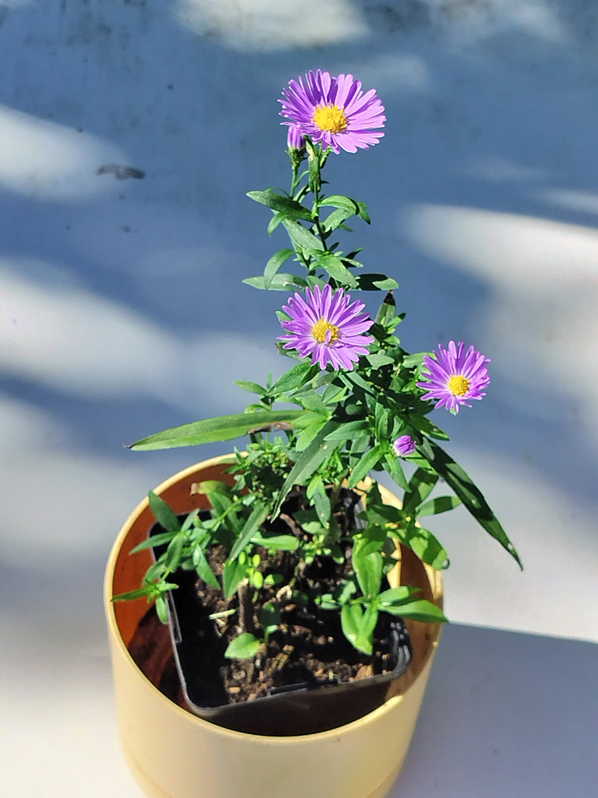 Aster novi-belgii 'Harrison's Blue' 