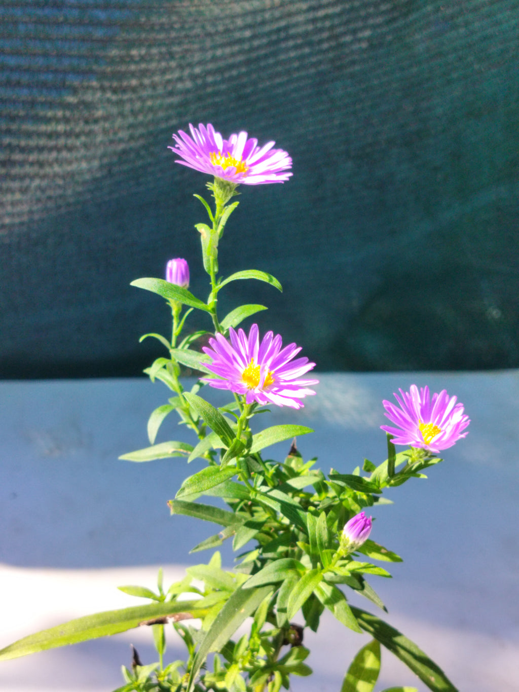 Aster novi-belgii ‘Harrison’s Blue'