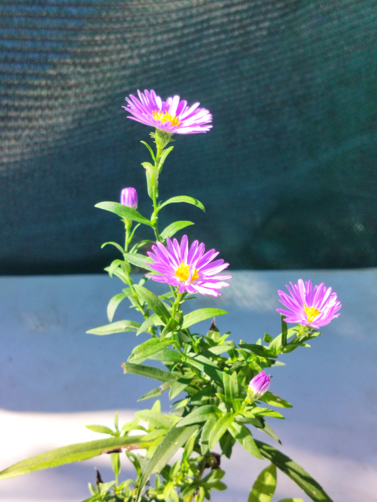 Aster novi-belgii 'Harrison's Blue' 