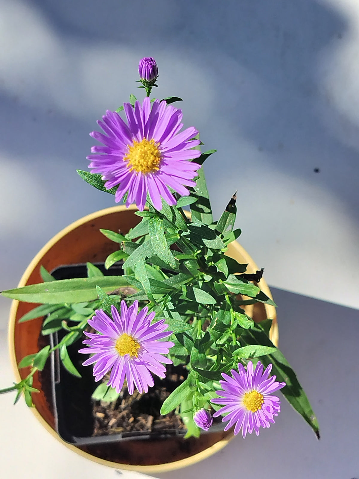 Aster novi-belgii 'Harrison's Blue' 