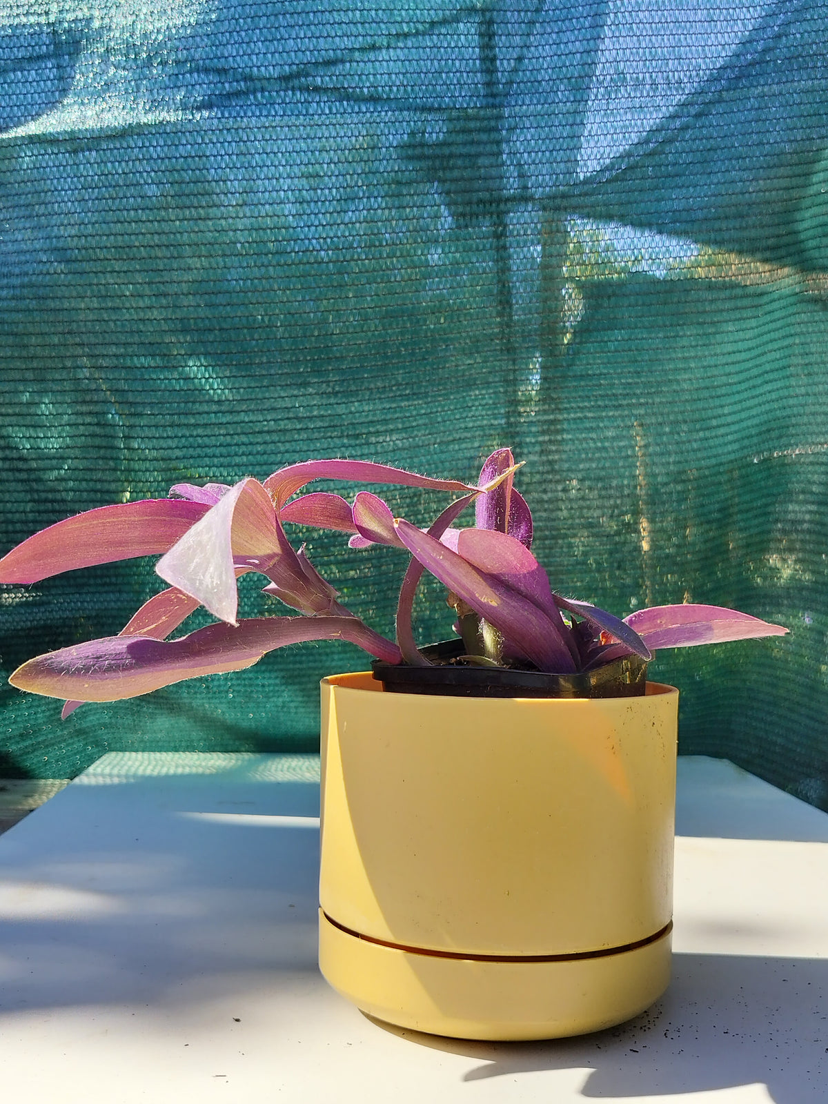 Tradescantia pallida var purpurea 