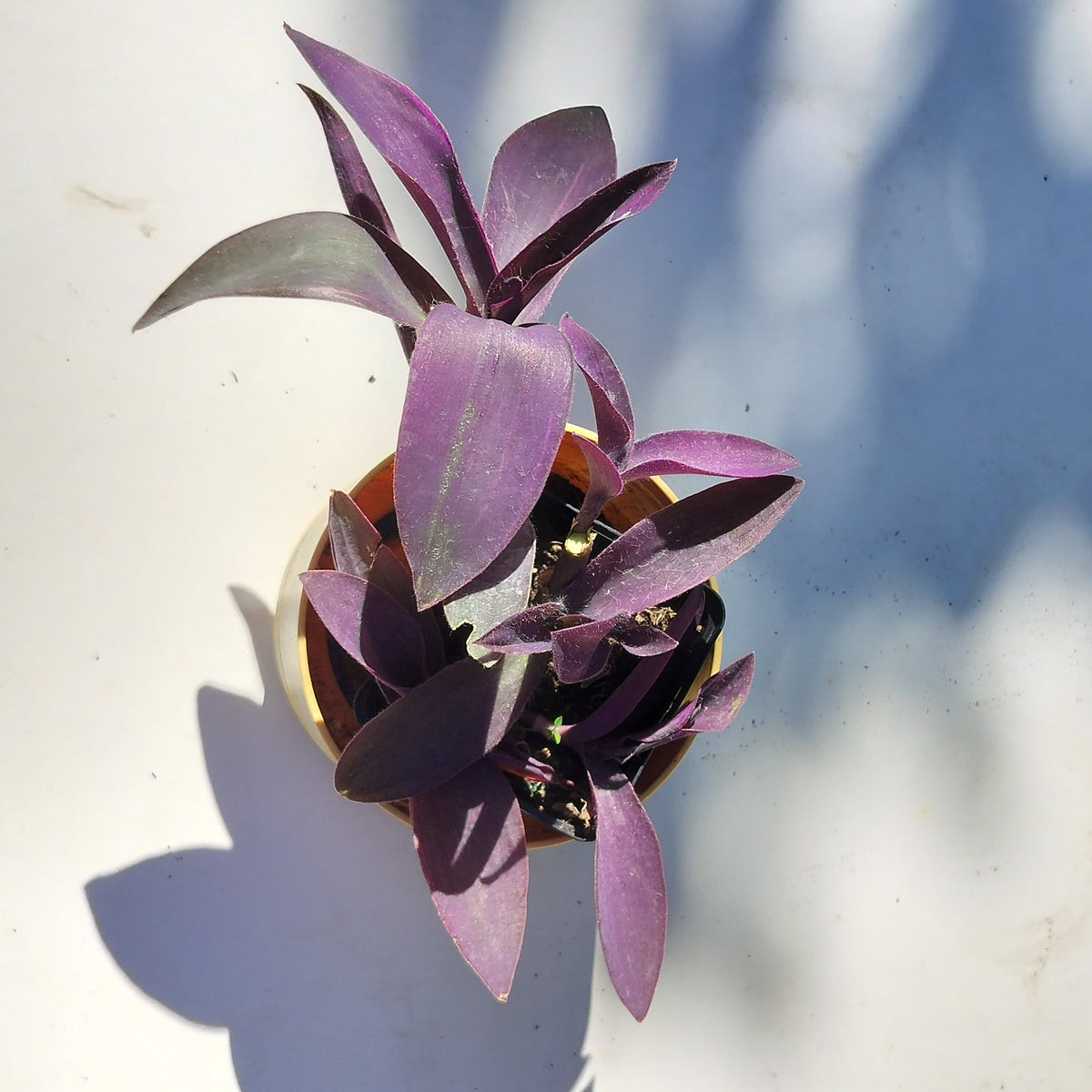 Tradescantia pallida var purpurea 