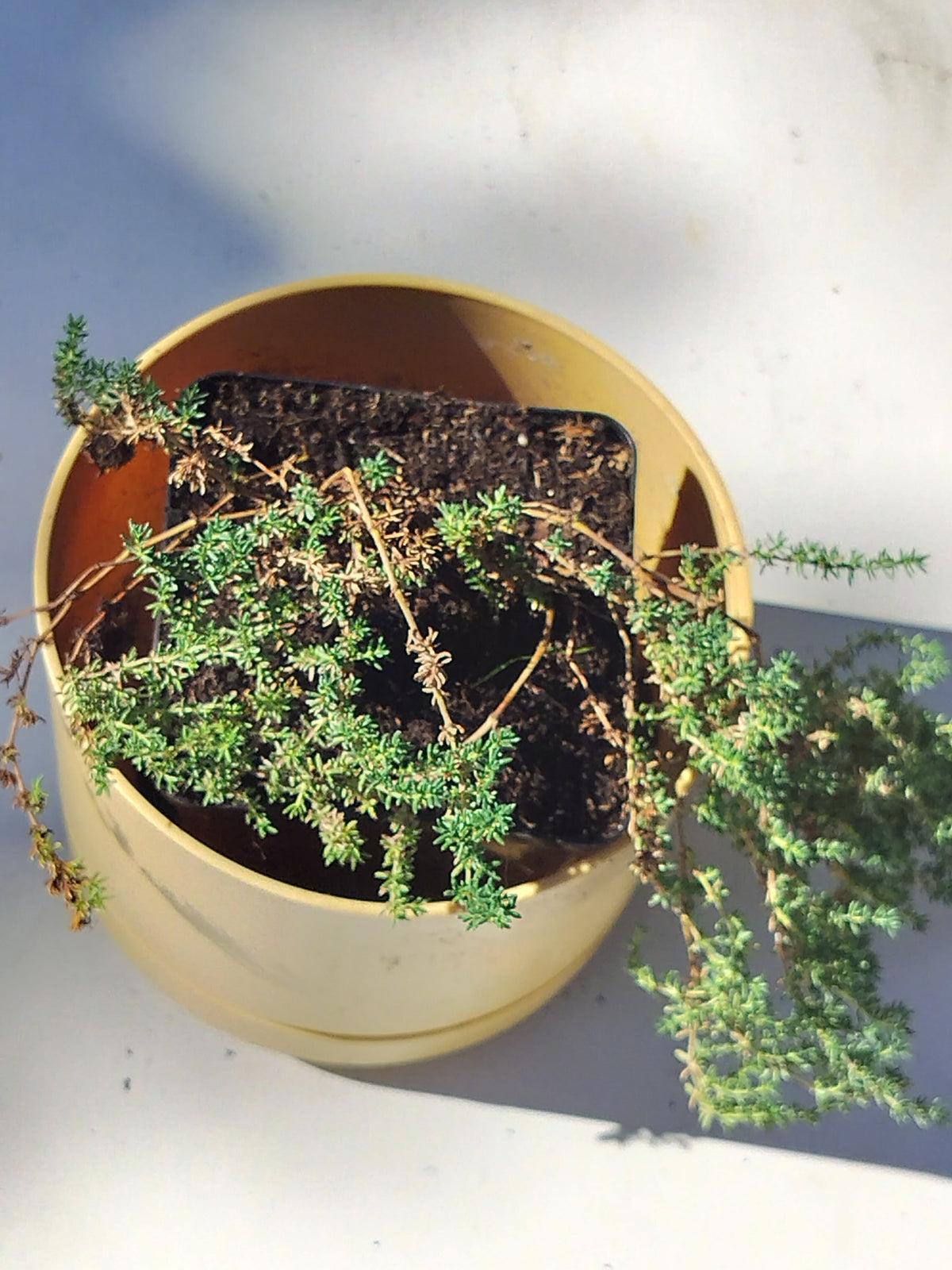 Frankenia laevis 