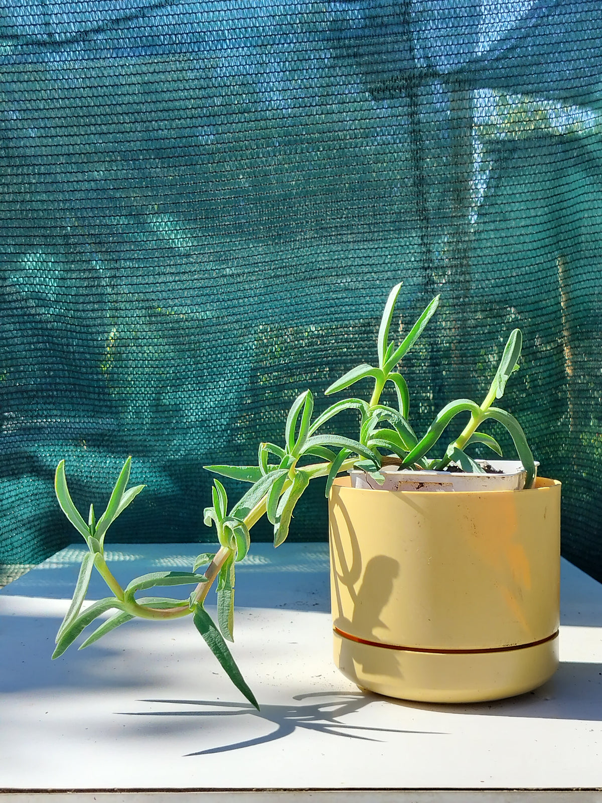 Carpobrotus acinaciformis