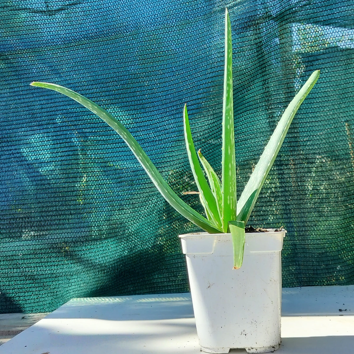 Aloe vera 