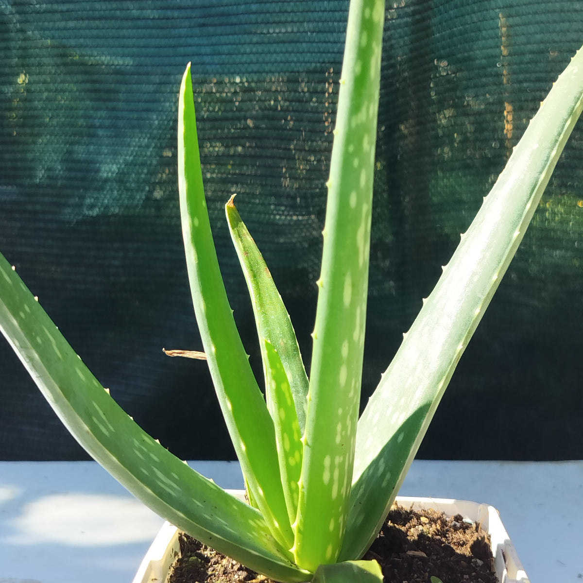 Aloe vera 
