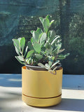 Kalanchoe pumila 