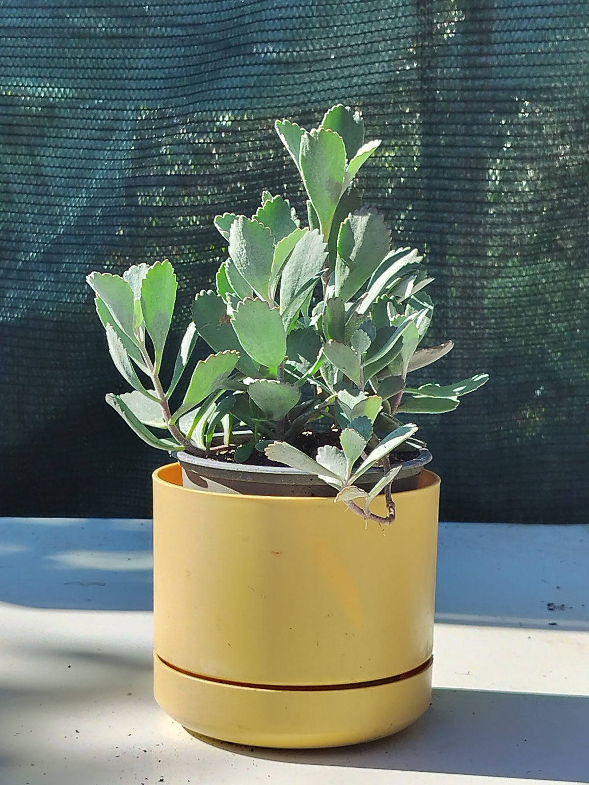Kalanchoe pumila 