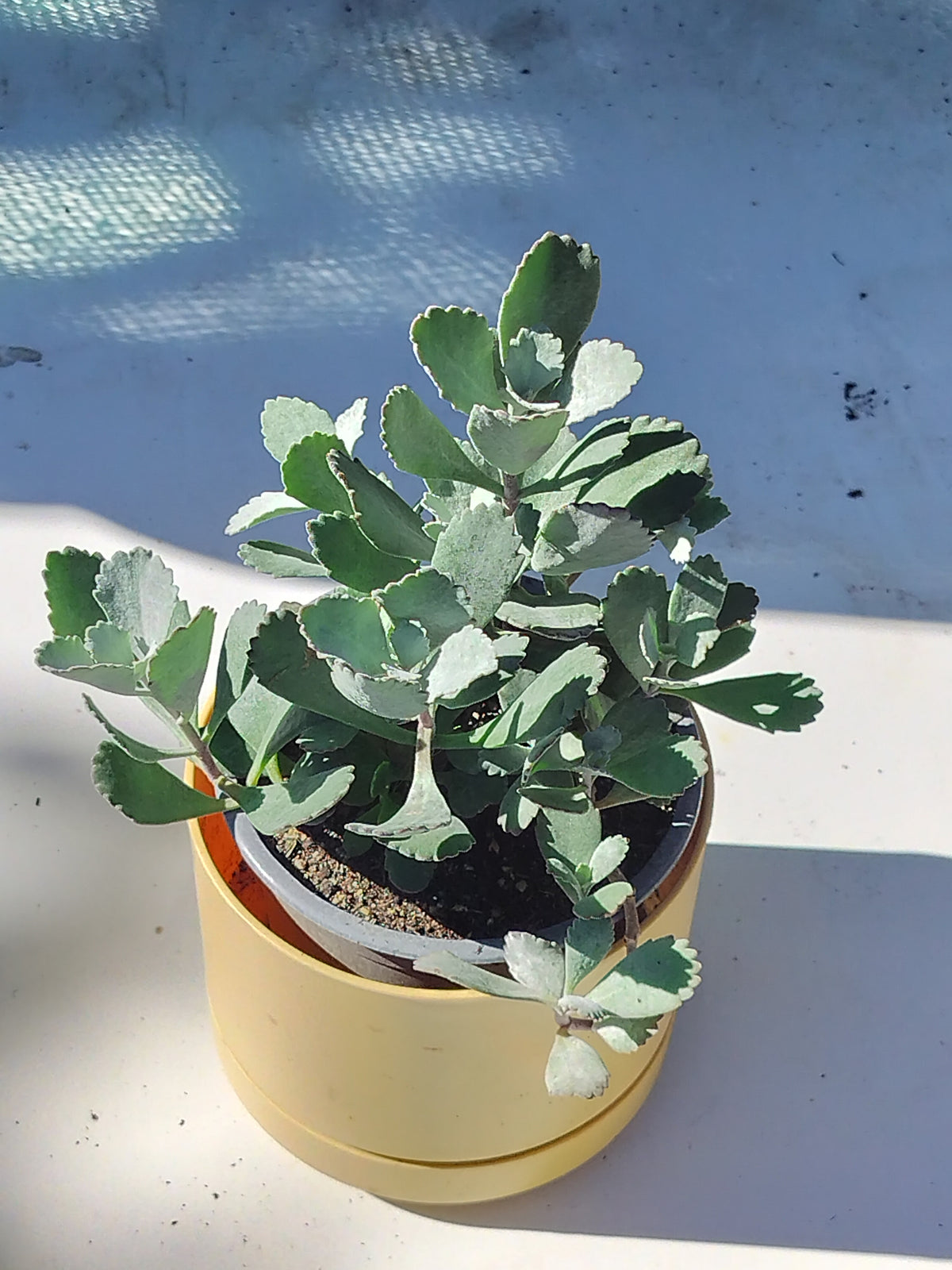 Kalanchoe pumila 