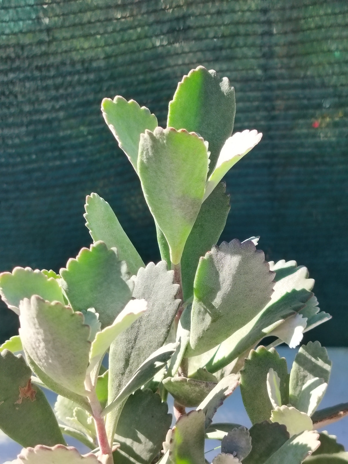 Kalanchoe pumila 