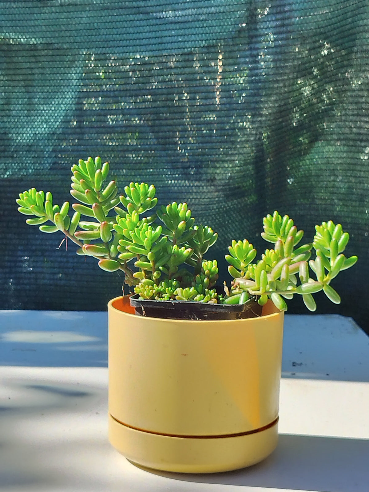 Sedum rubrotinctum