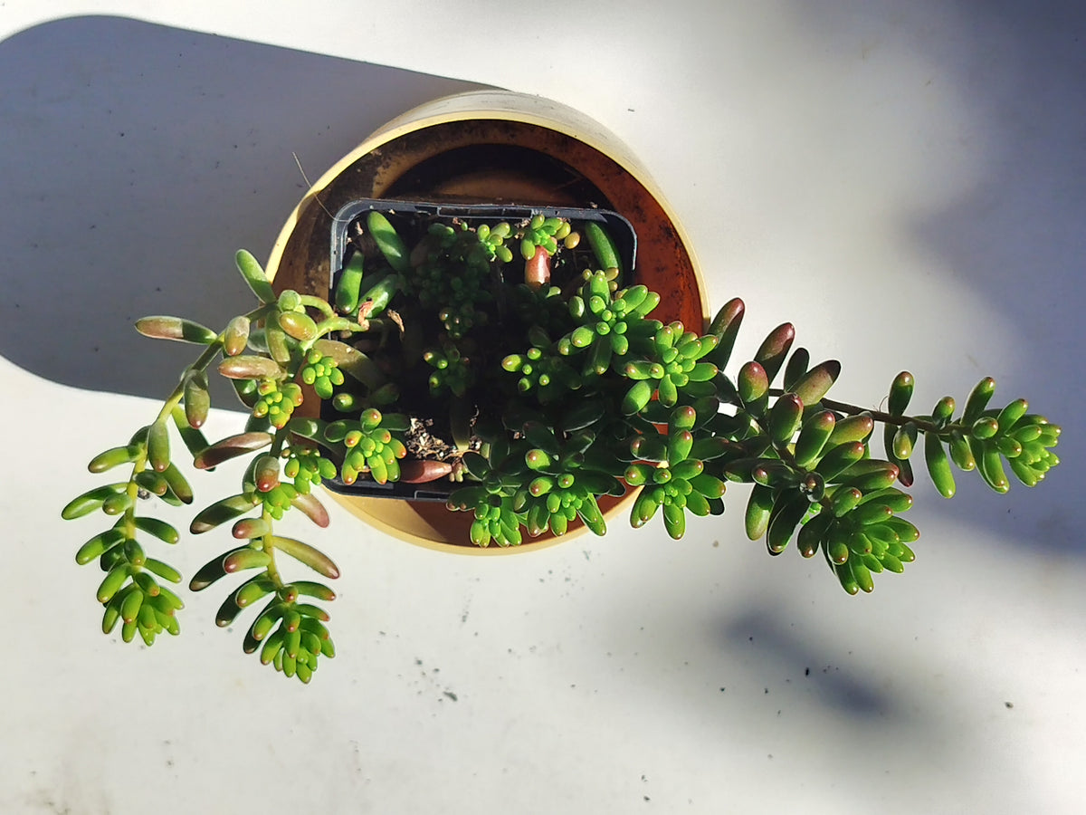 Sedum rubrotinctum