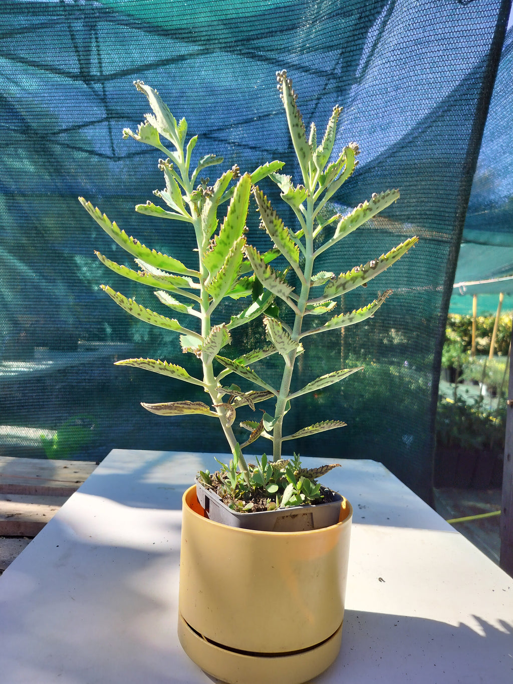 Kalanchoe daigremontiana 