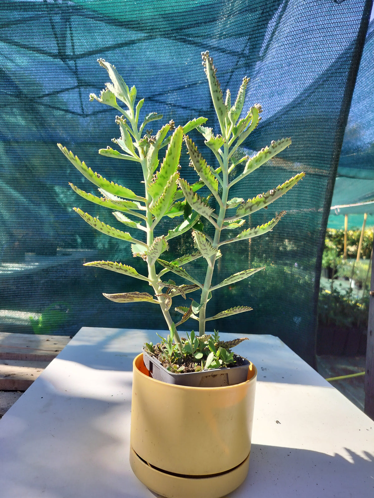 Kalanchoe daigremontiana 