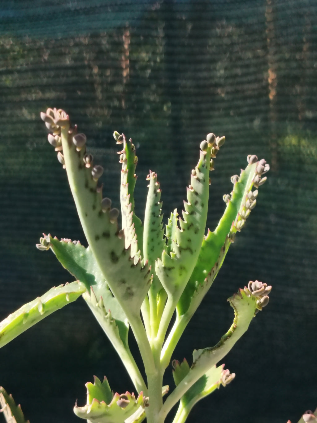 Kalanchoe daigremontiana 