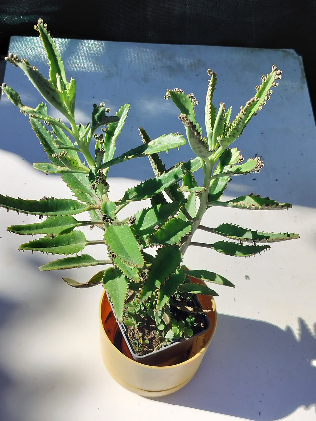 Kalanchoe daigremontiana 