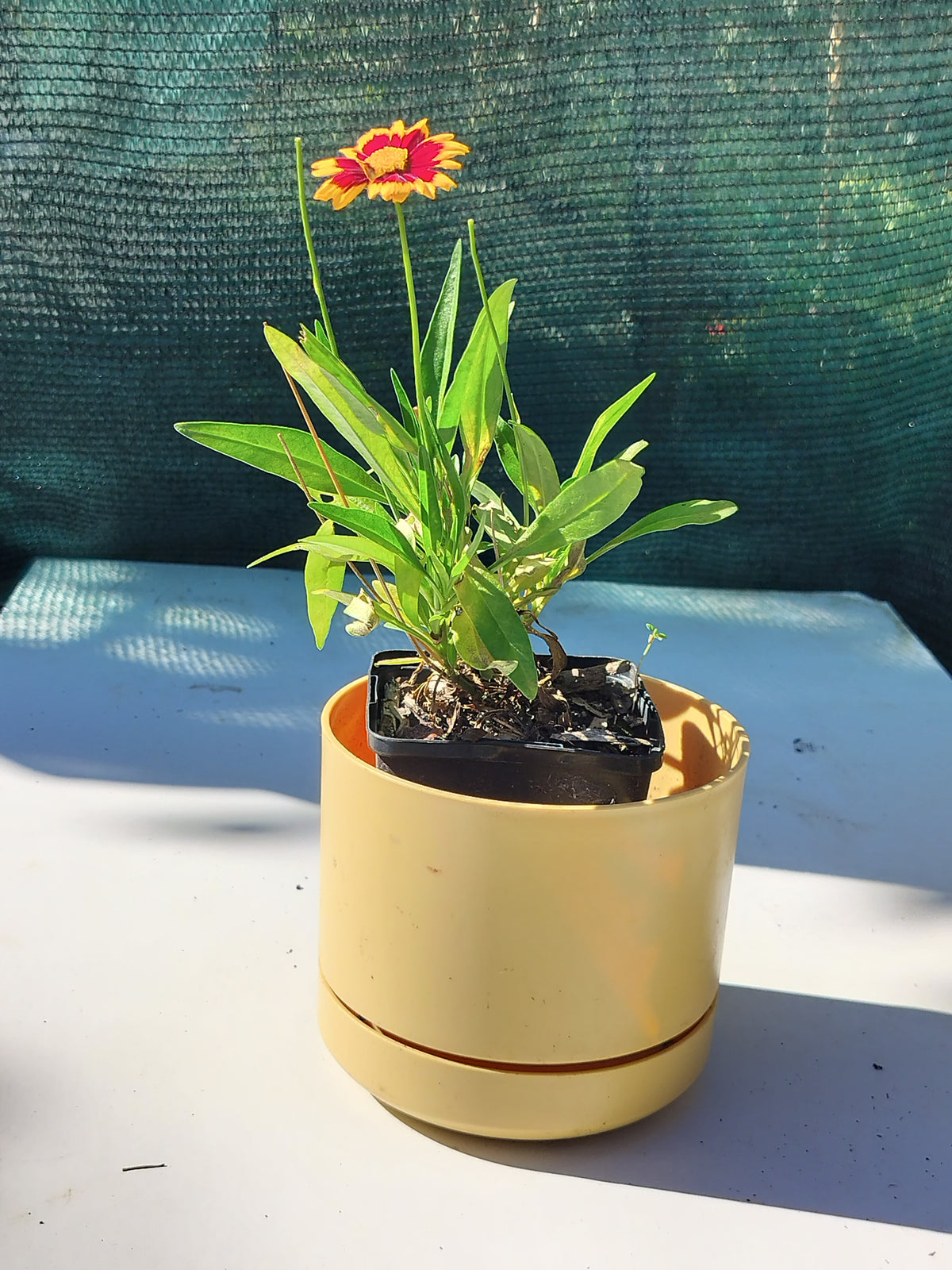 Coréopsis 'Uptick™ Red'