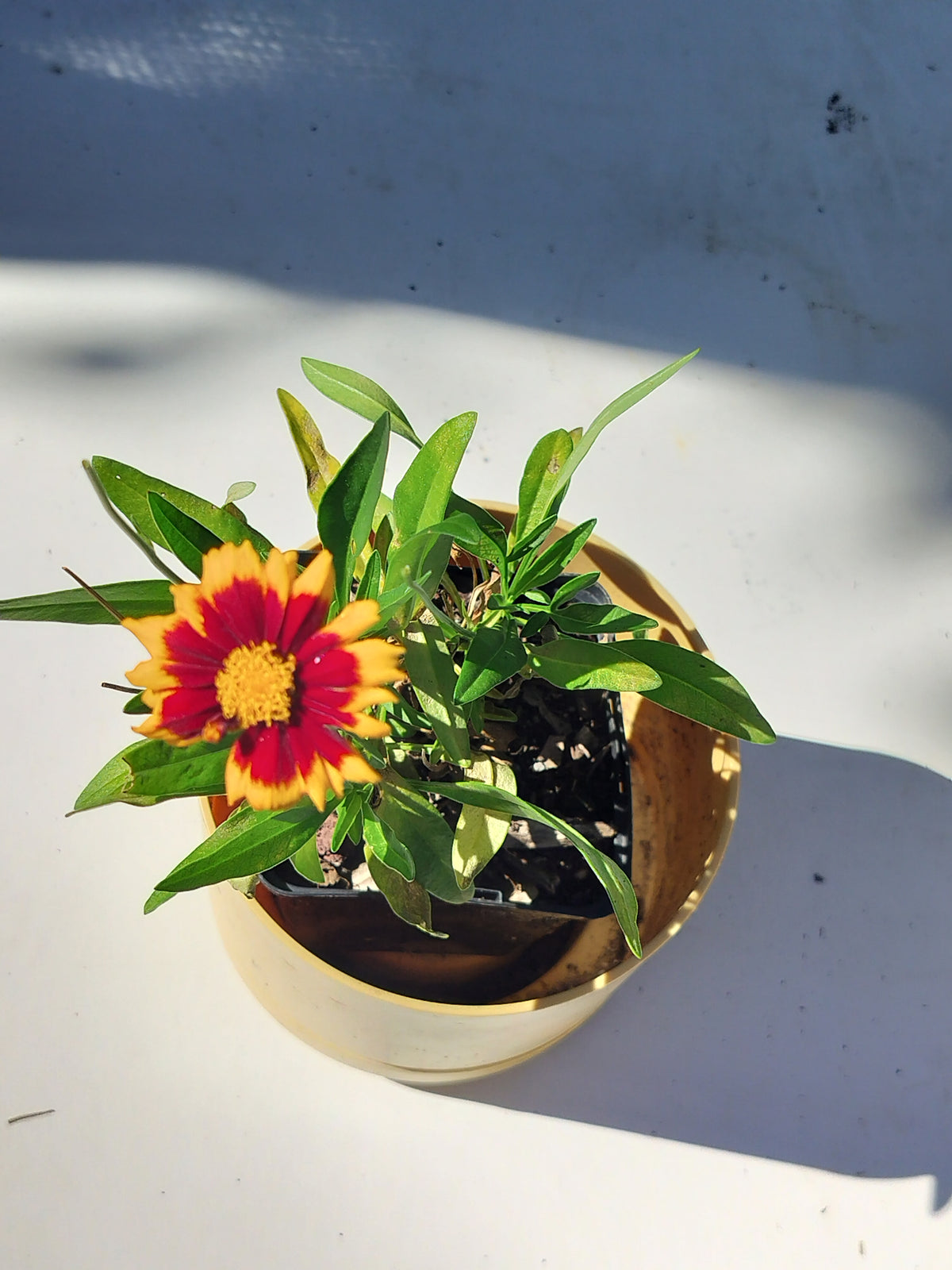 Coréopsis 'Uptick™ Red'