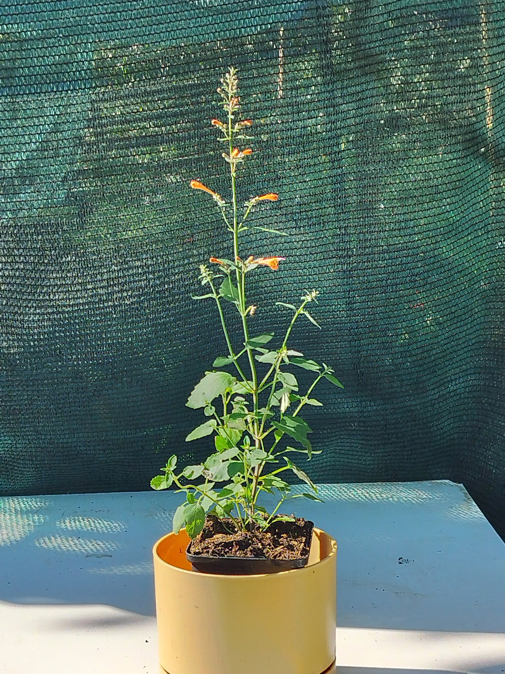 Agastache aurantiaca 'Navajo Sunset'