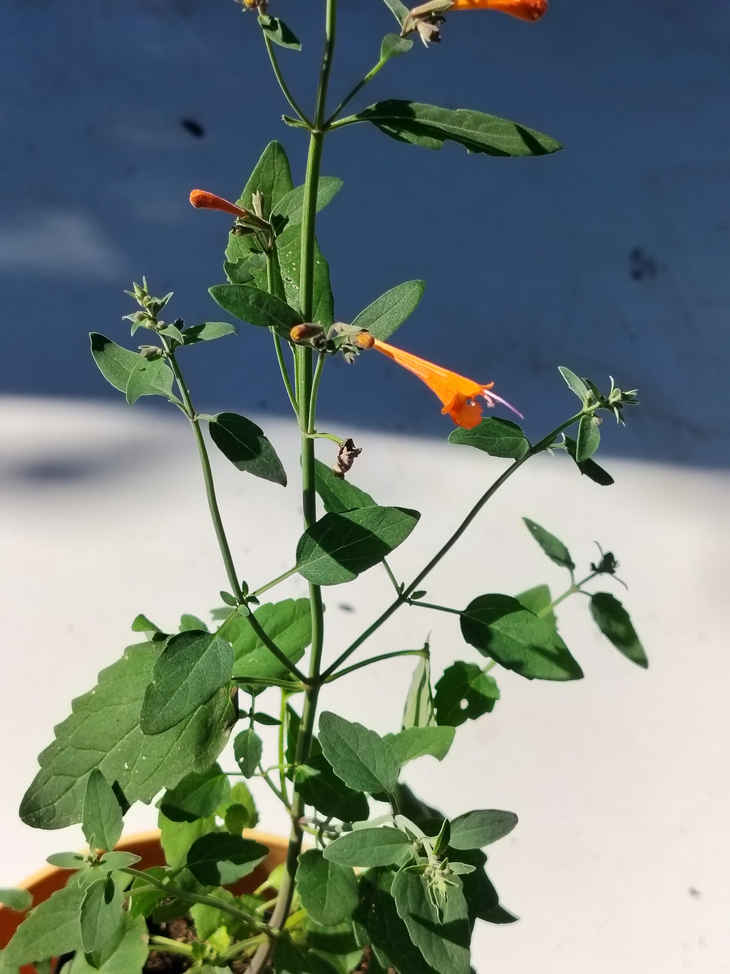 Agastache aurantiaca 'Navajo Sunset'