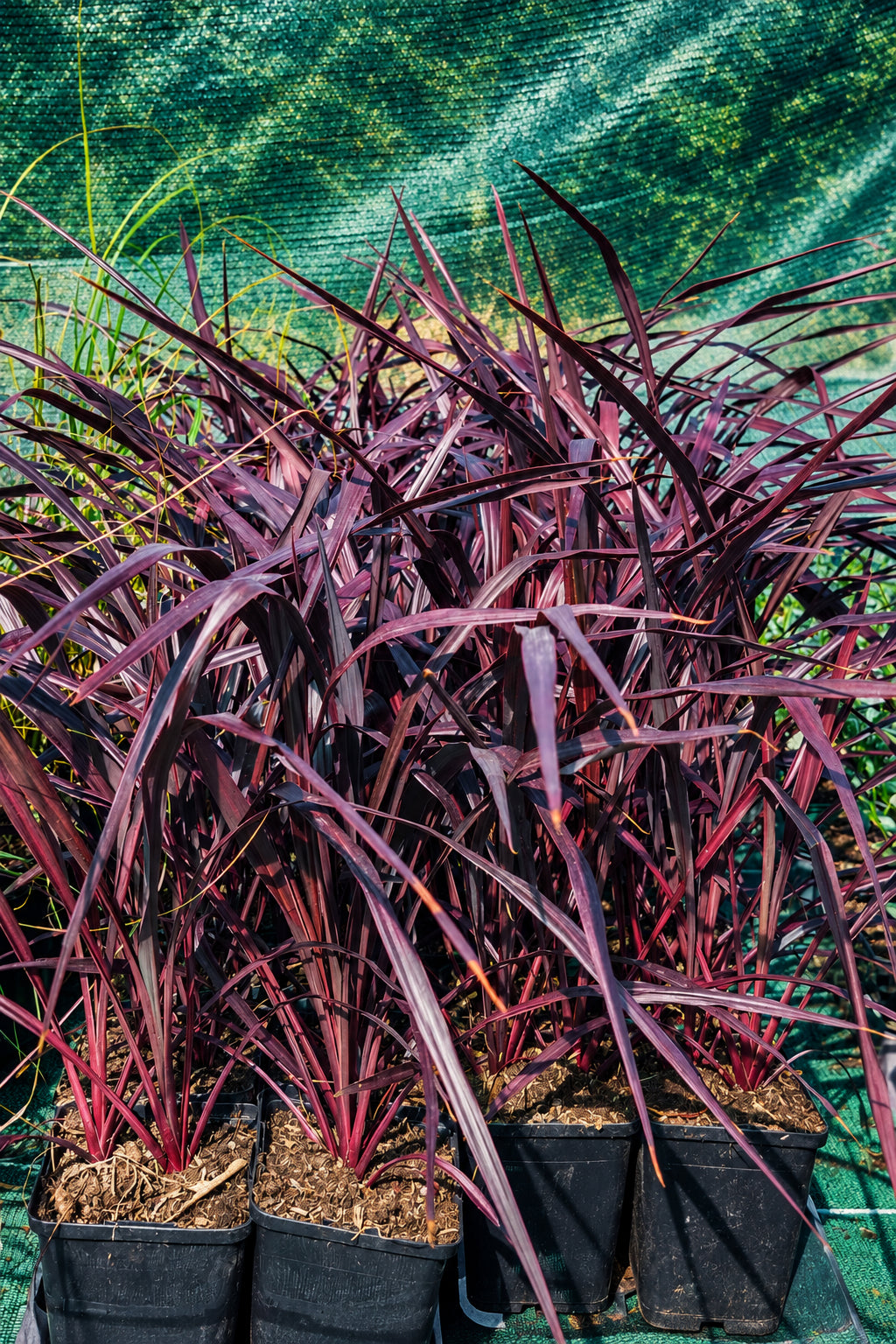 Cordyline australis 'Burgundy Spire'