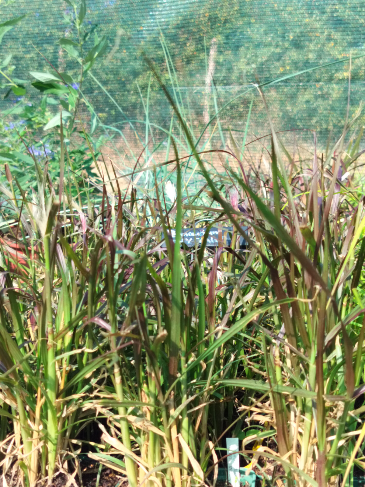 Pennisetum advena 'Tiny Tails'