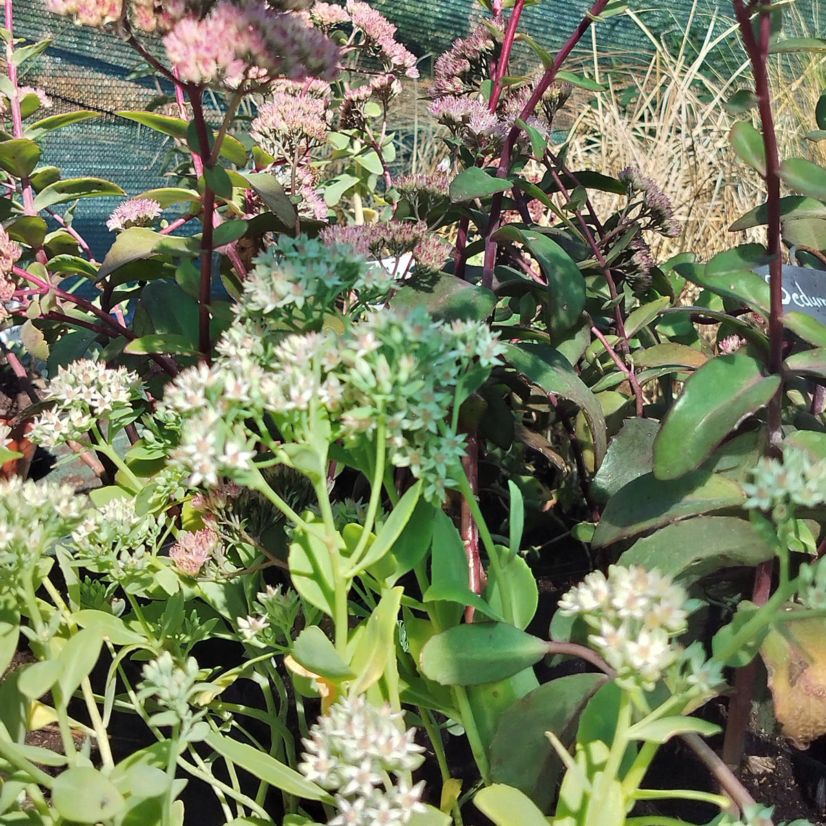 Hylotelephium spectabile 'Iceberg'