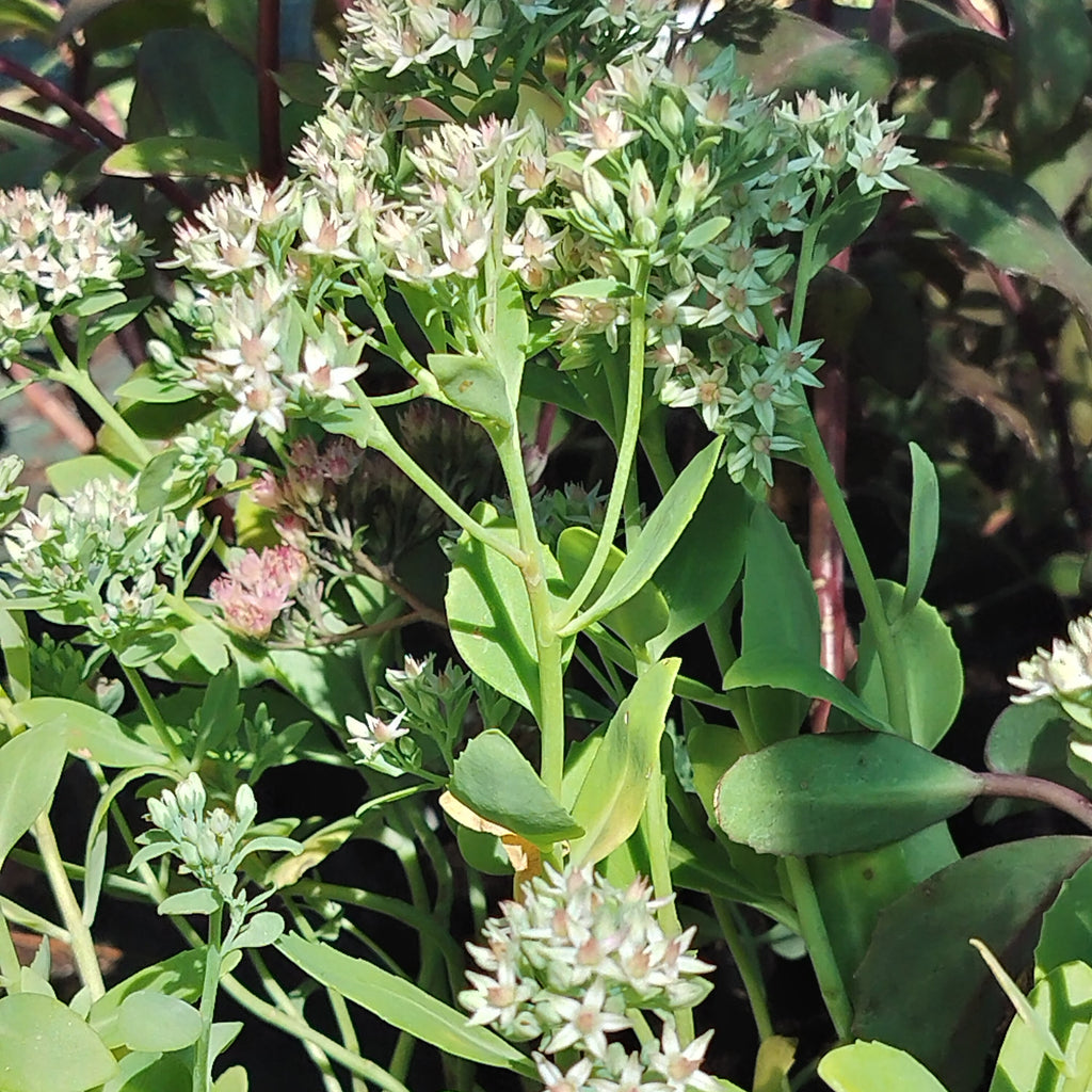 Hylotelephium spectabile 'Iceberg'