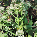 Hylotelephium spectabile 'Iceberg'