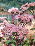 Hylotelephium spectabile 'Matrona'