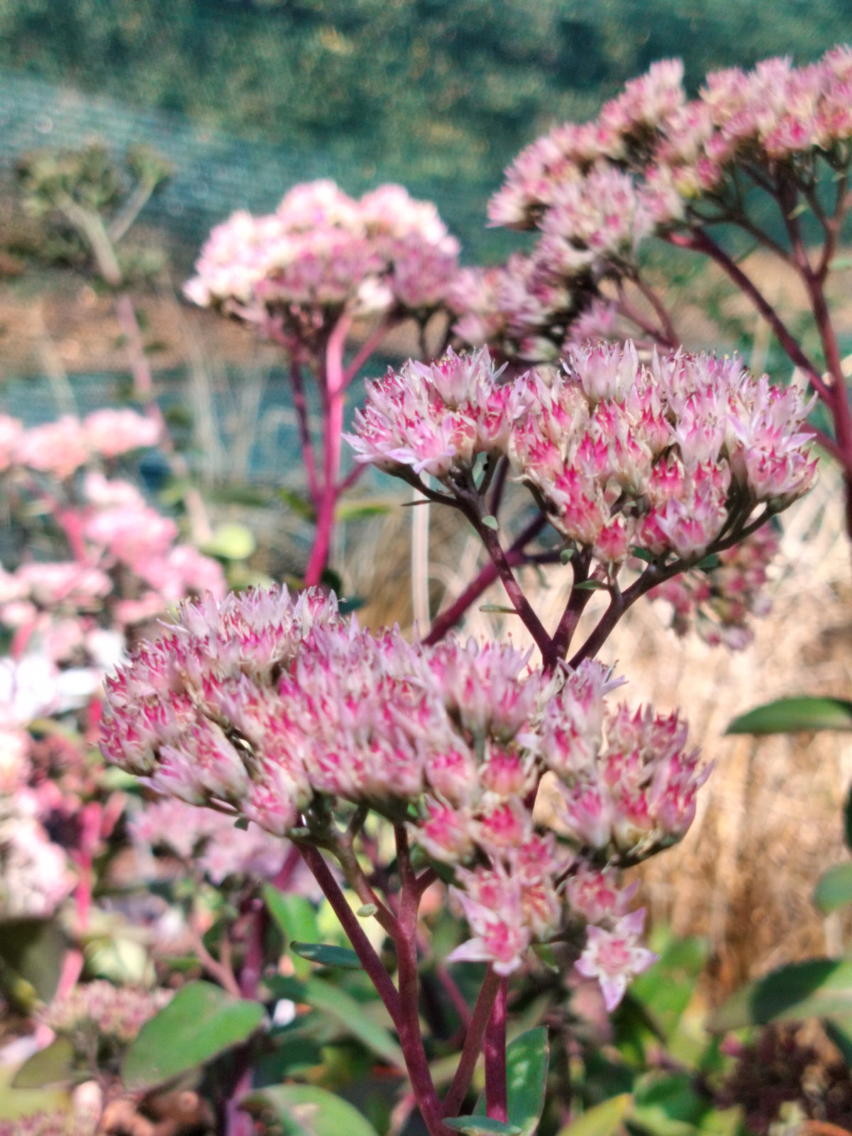 Hylotelephium spectabile 'Matrona'