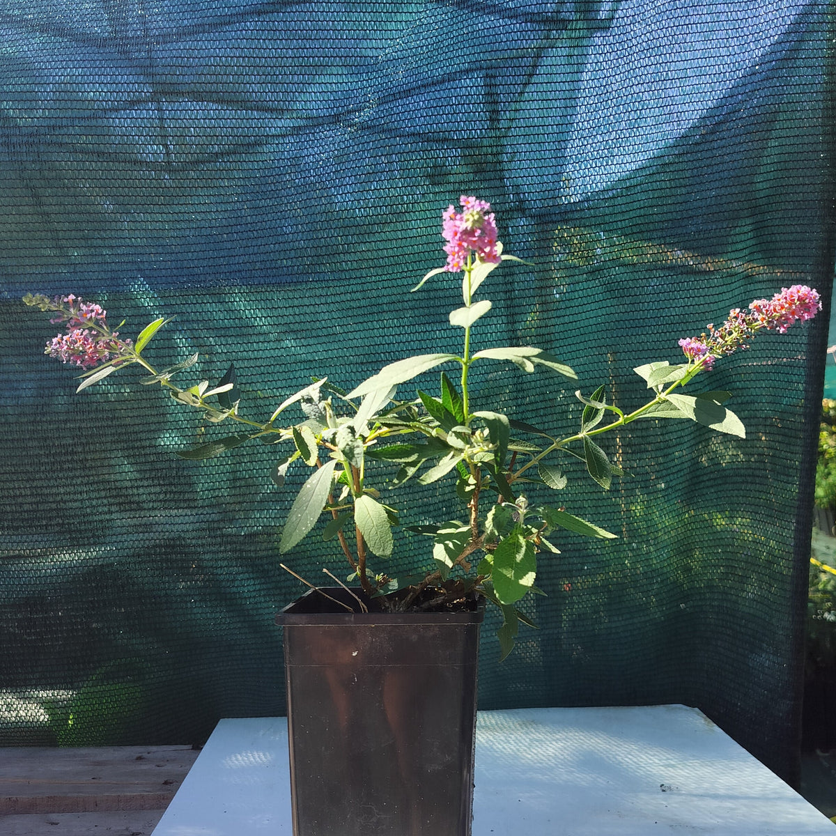 Buddleia x weyeriana 'Flower Power' - 2L
