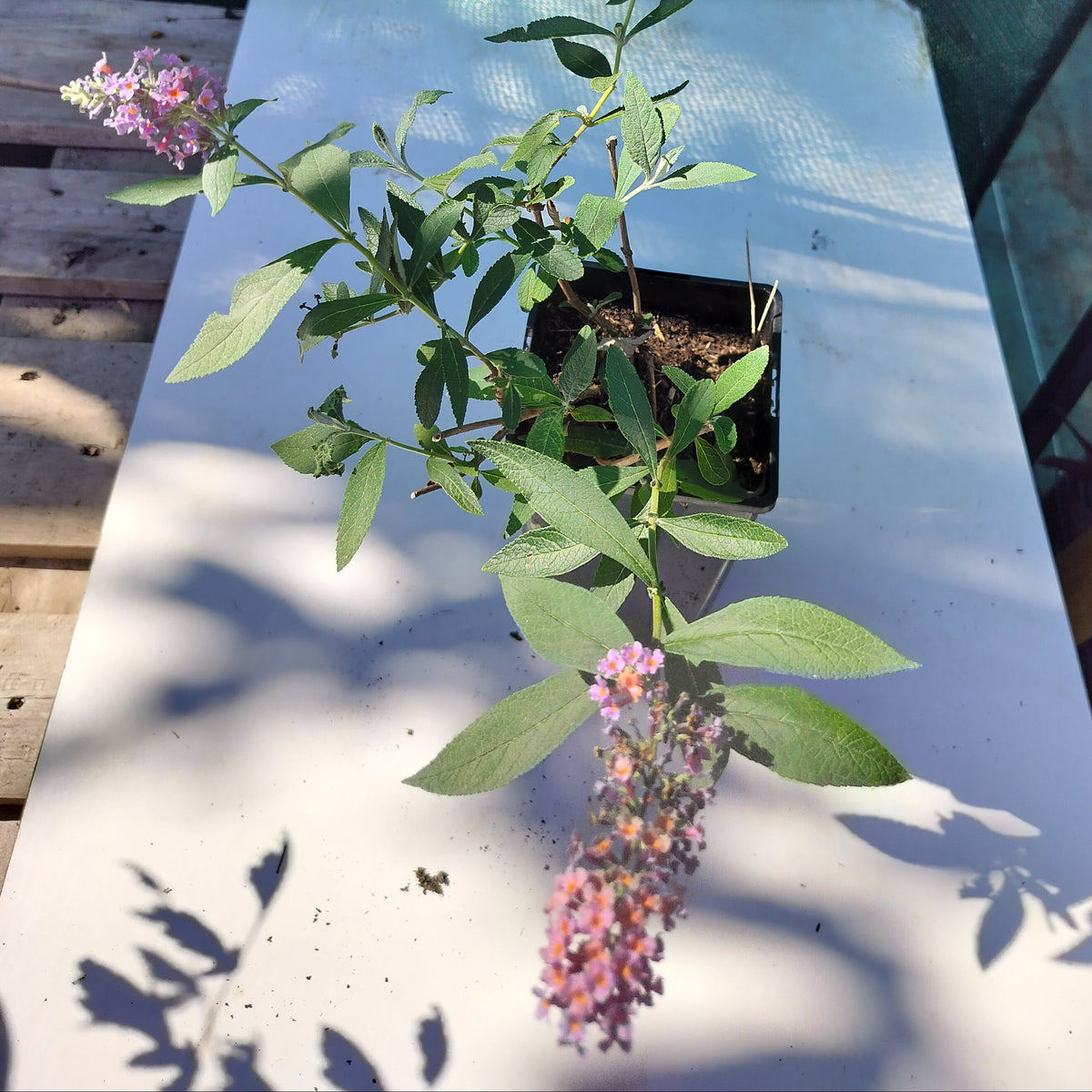 Buddleia x weyeriana 'Flower Power' - 2L