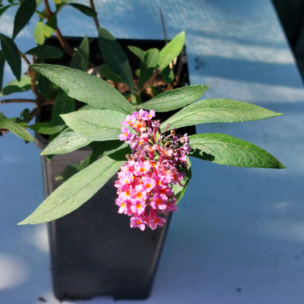 Buddleia x weyeriana 'Flower Power' - 2L