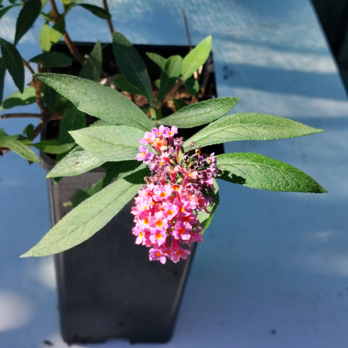 Buddleia x weyeriana 'Flower Power' - 2L