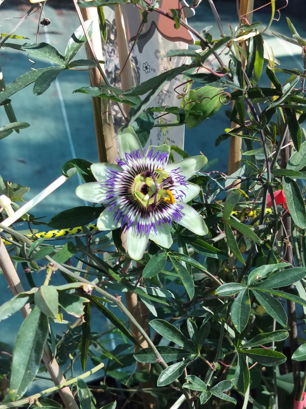 Passiflora caerulea – Blue Passionflower