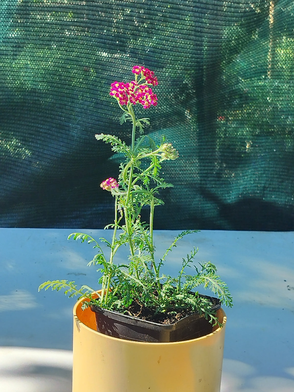 Achillea millefolium Red Velvet