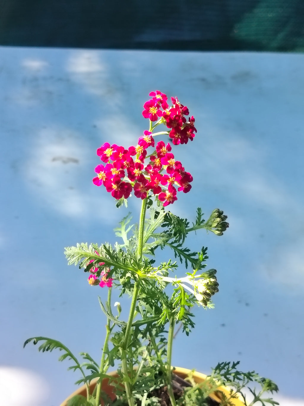 Achillea millefolium Red Velvet