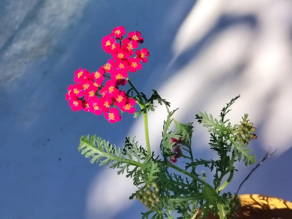 Achillea millefolium Red Velvet